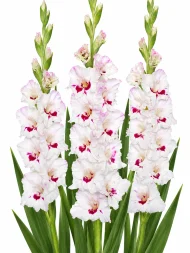 Gladiolus Cera Corsage — beyaz arka planda çiçek