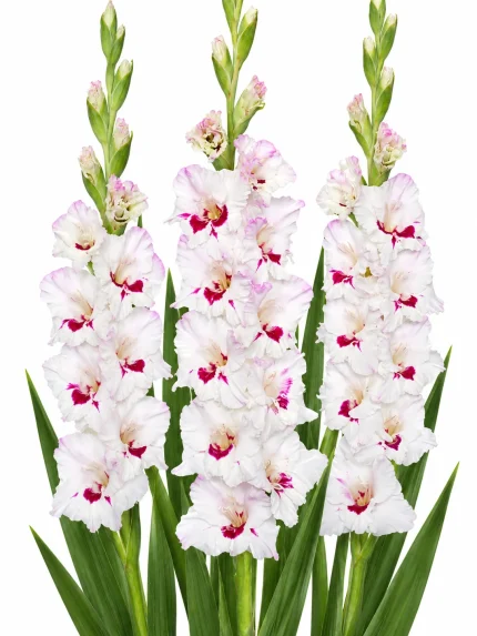 Gladiolus Cera Corsage — beyaz arka planda çiçek