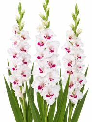 Gladiolus Cera Corsage — beyaz arka planda çiçek