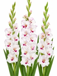 Gladiolus Cera Corsage — beyaz arka planda çiçek