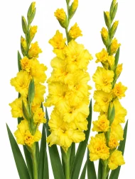 Gladiolus Charisma — beyaz arka planda çiçek