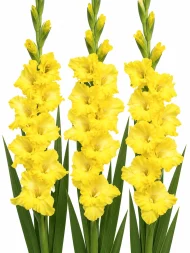 Gladiolus Charisma — beyaz arka planda çiçek