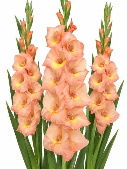 Gladiolus Esta Bonita — beyaz arka planda çiçek