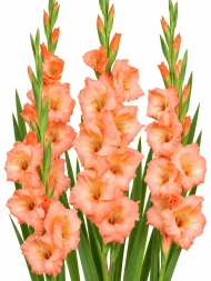 Gladiolus Georgia Peach — beyaz arka planda çiçek