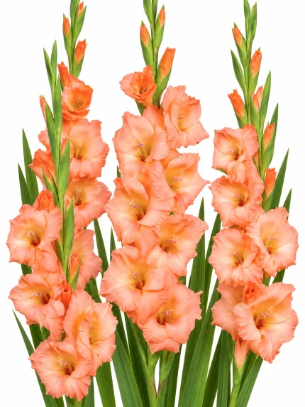 Gladiolus Georgia Peach — beyaz arka planda çiçek