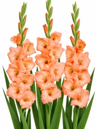 Gladiolus Georgia Peach — beyaz arka planda çiçek