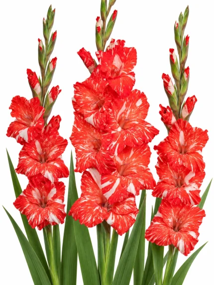 Gladiolus Koi Pursuit — beyaz arka planda çiçek