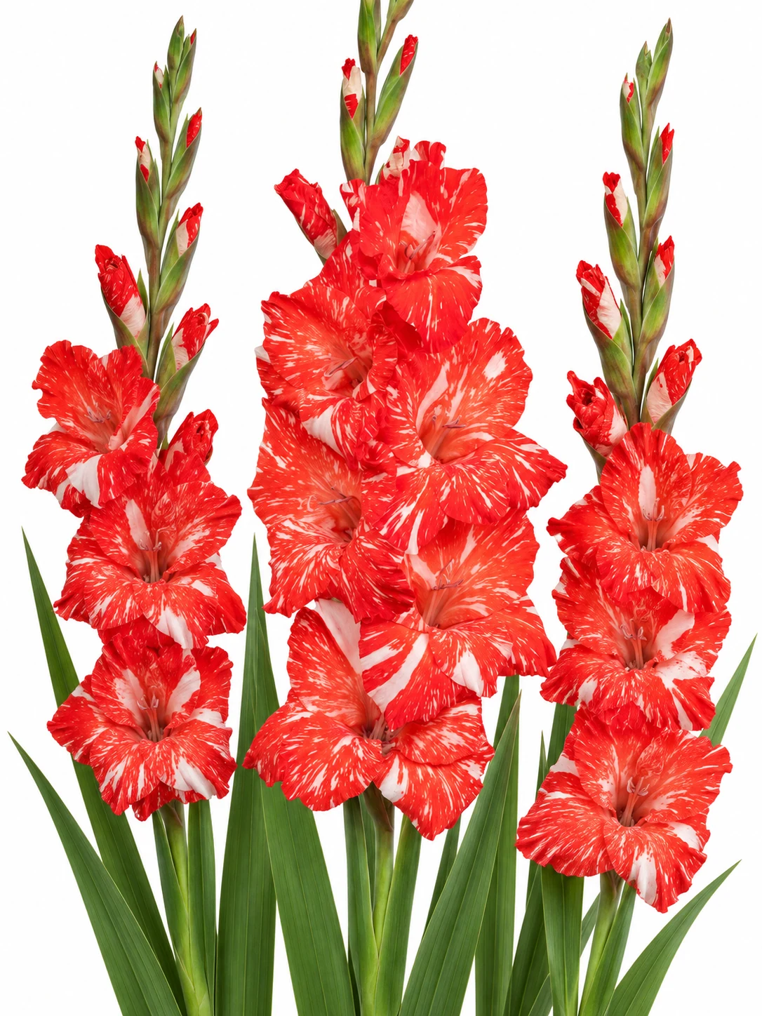Gladiolus Koi Pursuit — beyaz arka plan Gladiolus Koi Pursuit — beyaz arka planda çiçek