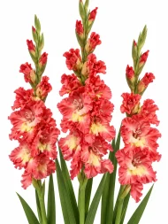 Gladiolus Mango Muse — beyaz arka planda çiçek