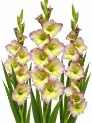 Gladiolus Moonlight Shadow — beyaz arka planda çiçek