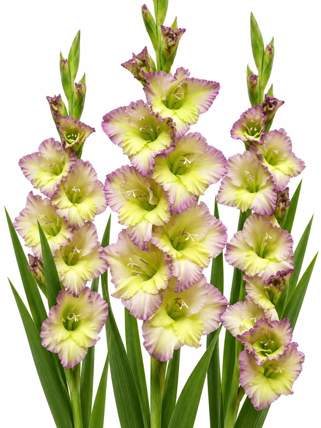 Gladiolus Moonlight Shadow — beyaz arka plan Gladiolus Moonlight Shadow — beyaz arka planda çiçek