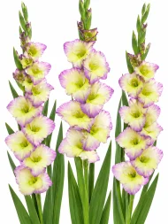 Gladiolus Moonlight Shadow — beyaz arka planda çiçek