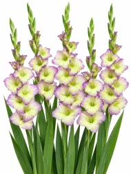 Gladiolus Moonlight Shadow — beyaz arka planda çiçek