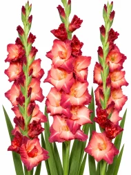 Gladiolus Ocaso — beyaz arka planda çiçek