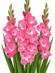 Gladiolus Pink Parrot — beyaz arka planda çiçek
