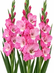Gladiolus Pink Parrot — beyaz arka planda çiçek