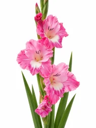 Gladiolus Pink Parrot — beyaz arka planda çiçek