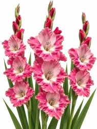 Gladiolus Pink Parrot — beyaz arka planda çiçek