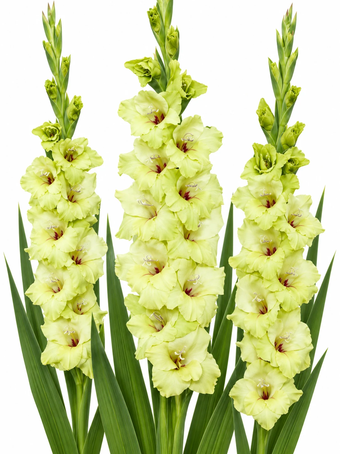 Gladiolus Prima Verde — beyaz arka plan Gladiolus Prima Verde — beyaz arka planda çiçek