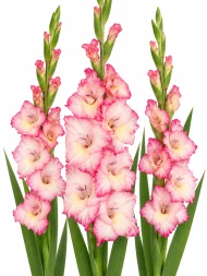 Gladiolus Priscilla — beyaz arka planda çiçek