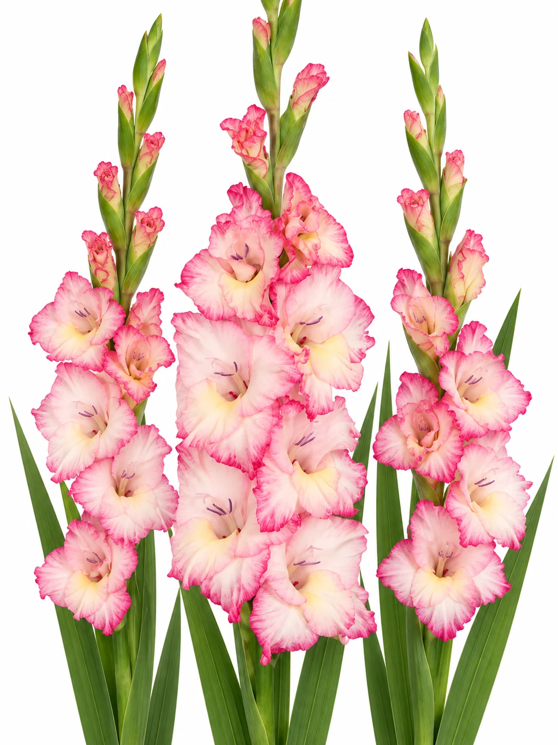 Gladiolus Priscilla — beyaz arka plan Gladiolus Priscilla — beyaz arka planda çiçek