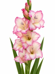 Gladiolus Priscilla — beyaz arka planda çiçek