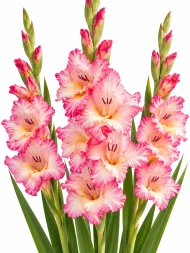 Gladiolus Priscilla — beyaz arka planda çiçek
