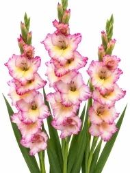 Gladiolus Priscilla — beyaz arka planda çiçek