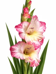 Gladiolus Priscilla — beyaz arka planda çiçek