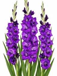 Gladiolus Purple Flora — beyaz arka planda çiçek