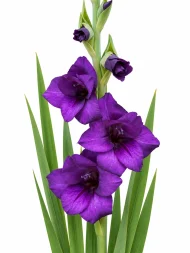 Gladiolus Purple Flora — beyaz arka planda çiçek
