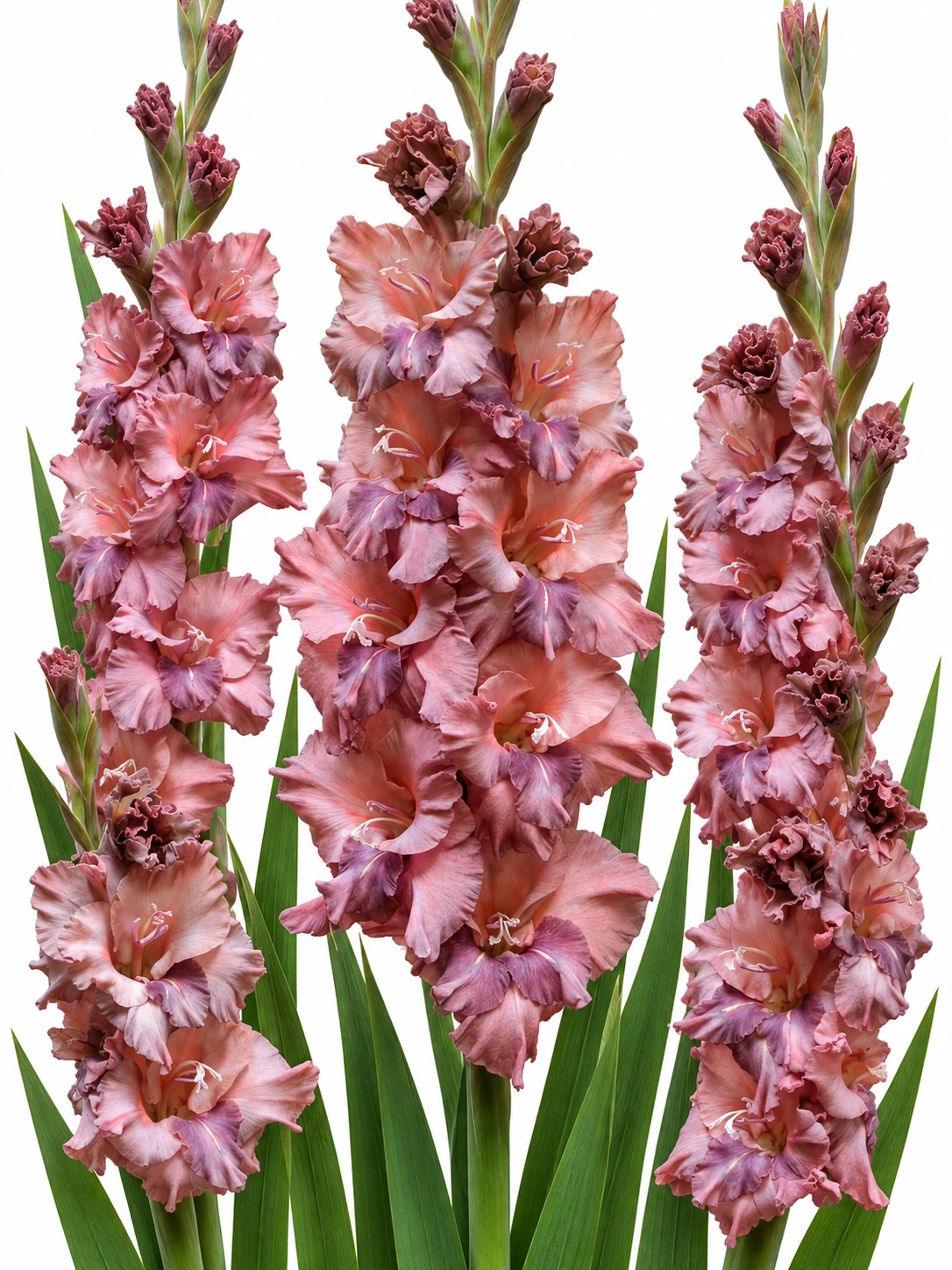 Gladiolus Rusty Chestnut — beyaz arka plan Gladiolus Rusty Chestnut — beyaz arka planda çiçek