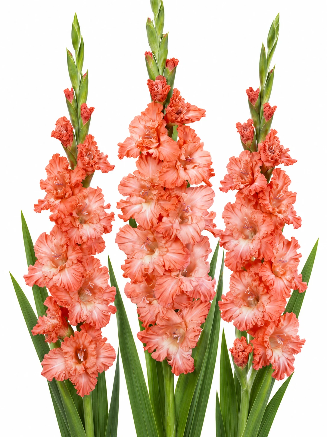 Gladiolus Teds Frizzle — beyaz arka plan Gladiolus Teds Frizzle — beyaz arka planda çiçek