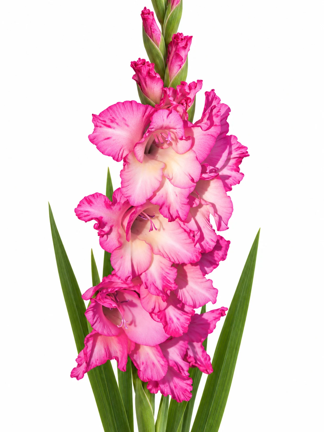 Gladiolus Violet King — beyaz arka plan Gladiolus Violet King — beyaz arka planda çiçek