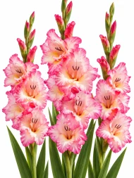Gladiolus Violet King — beyaz arka planda çiçek