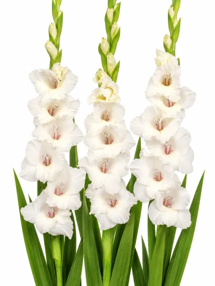 Gladiolus White Prosperity — beyaz arka planda çiçek