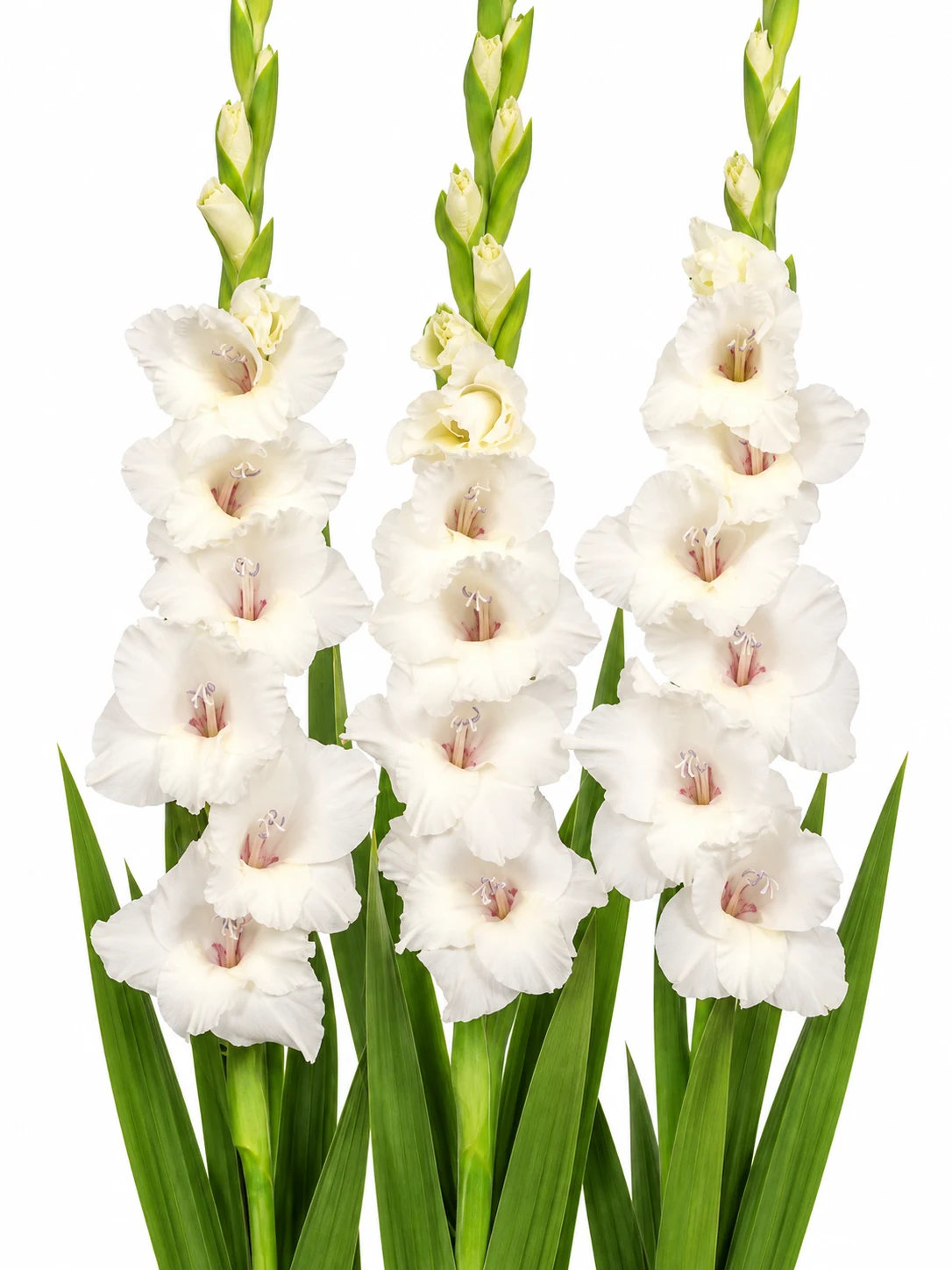 Gladiolus White Prosperity — beyaz arka plan Gladiolus White Prosperity — beyaz arka planda çiçek