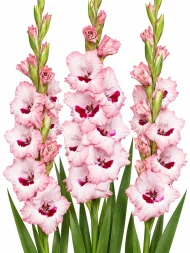 Gladiolus Wine and Roses — beyaz arka planda çiçek