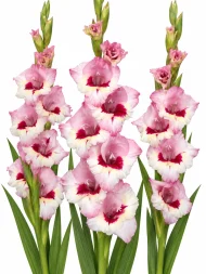 Gladiolus Wine and Roses — beyaz arka planda çiçek