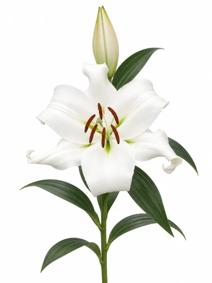 Lilium Zambesi — beyaz arka planda çiçek
