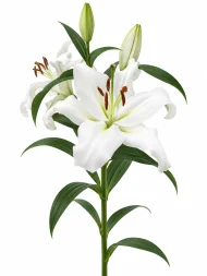 Lilium Zambesi — beyaz arka planda çiçek